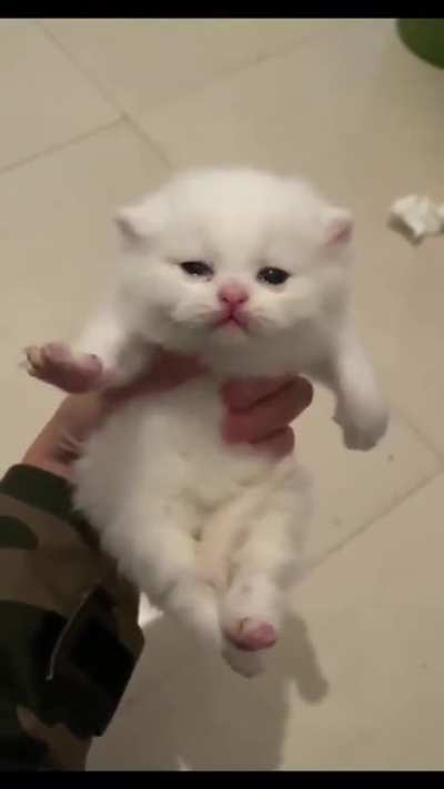 I may be tiny, but I can make biscuits
