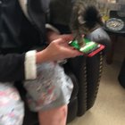 16 Year old cat taps. She only likes my mom and is her shadow.