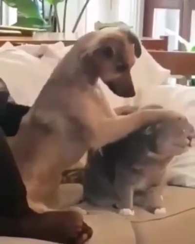 "I wanna pet the Kitty too"