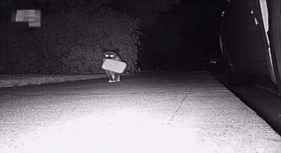 ? A kleptomaniac cat from the New Zealand city of Christchurch has been stealing things from locals at night for several years and bringing them to his home.