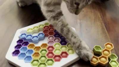 I am trying to do this puzzle (meant for small children ?) and my cats think I’m an idiot. Their strategy is probably better anyway!
