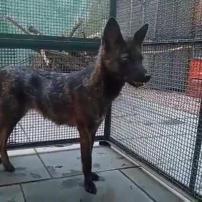 Meet the Dogxem , the first known Dog Fox hybrid