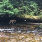 ? A Spirit Bear taking a stroll ?