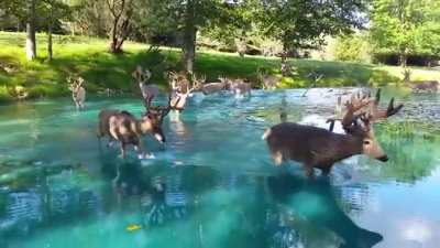 ? Majestic bucks wading through sky blue water
