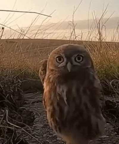 ? This owlet is very curious. ?