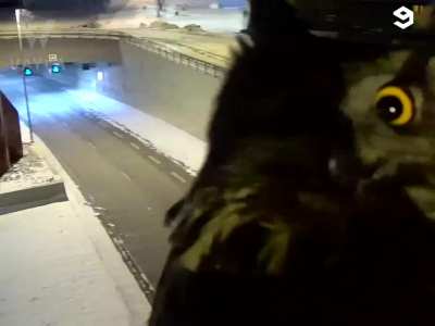 Owl Traffic report