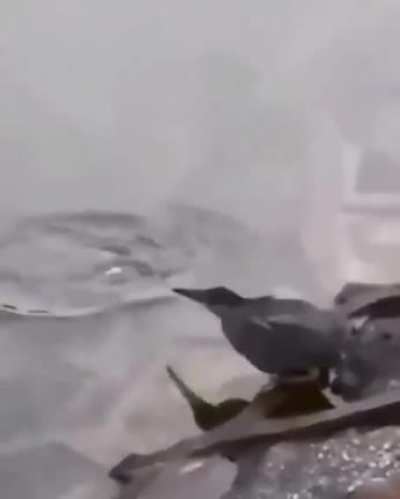 Birb fishing