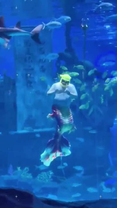 Chubby merman are extremely desirable by mermaids because their chubbiness implies they're a highly successful hunter.