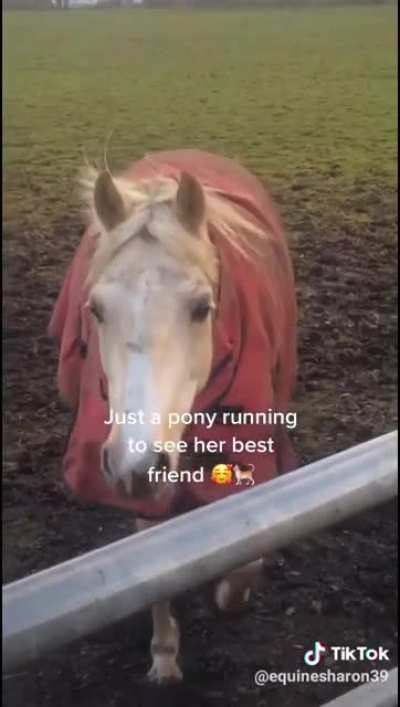 Horse <3 Cat