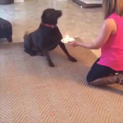 what a good boii