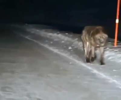 ? This monster of a wolf in Alaska ?