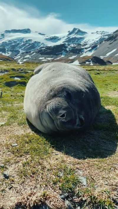 Sneezy Seal ?