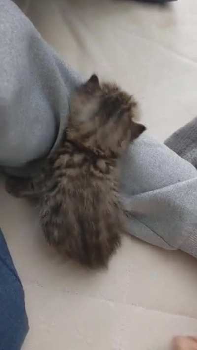 Smol criminal eats his own paw!