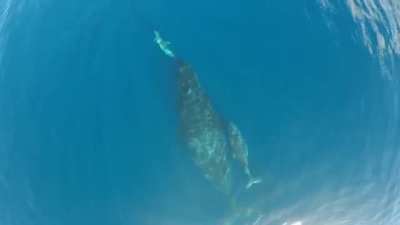 ? Mother Dolphin and Whale introduce their children to each other.