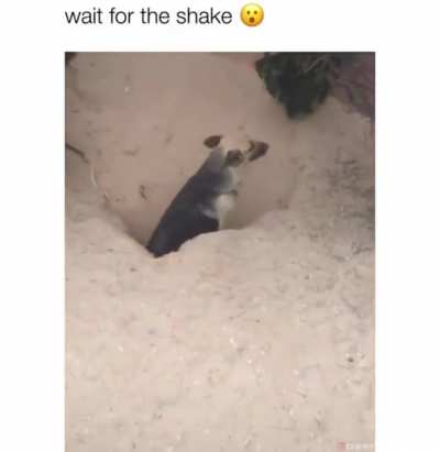 Dusty Doggo