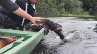 ? Rescued sloth plays with water during boat ride
