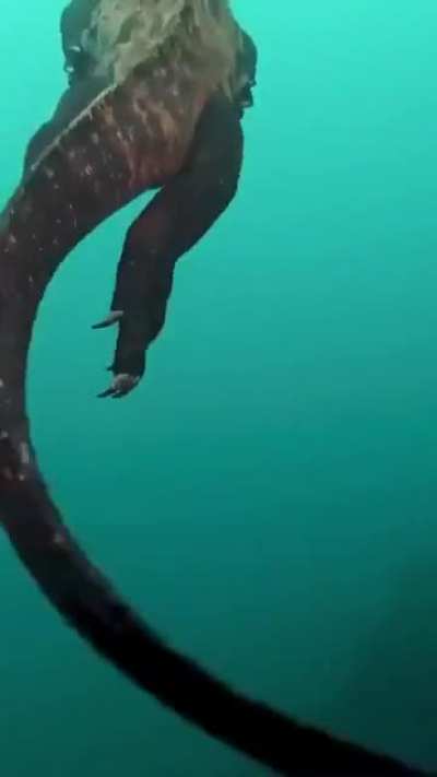 ? Marine Iguana ?