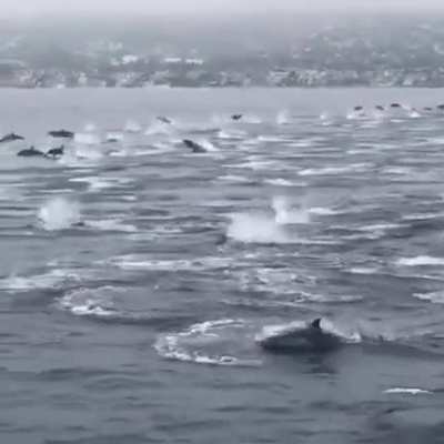 ? Massive pod of dolphins off the coast of Laguna Beach, California