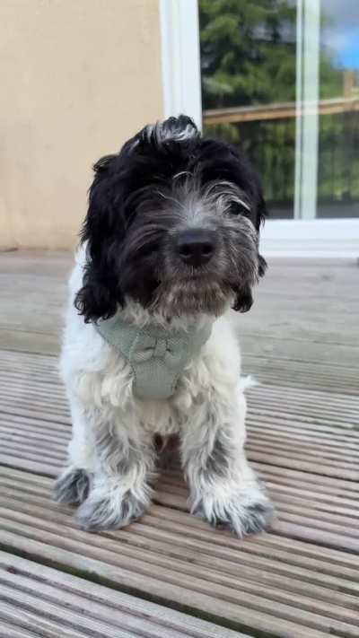 Reggie is now 15 weeks old, today I can finally take him out to explore the big world, and tomorrow he will have his first hair cut ?