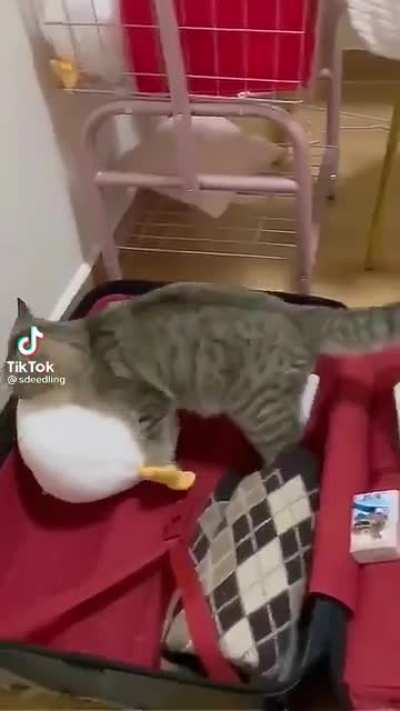 Let’s get the duck outta here