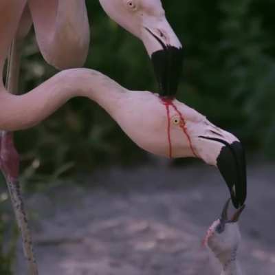 "No they are not fighting," The two flamingos are actually feeding a chick, and the 'blood' or red liquid is actually crop milk. "Parent flamingos produce crop milk in their digestive tracts and regurgitate it to feed young ones."