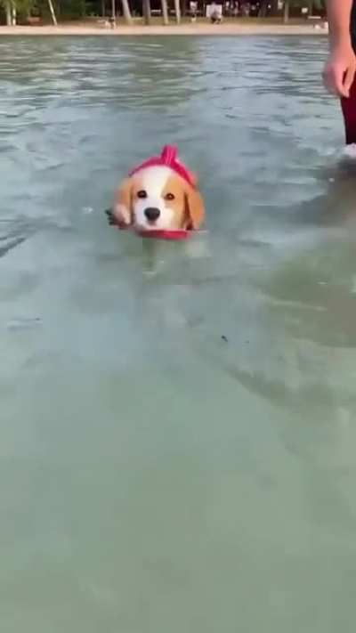 Muffin's first swimming lesson ??