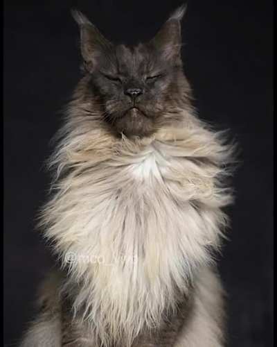 ? Majestic maine coon