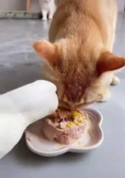 Fancy cat dinner