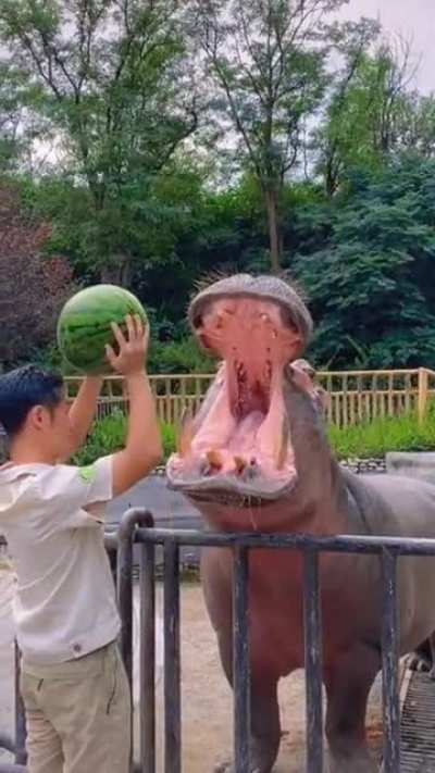 ? Hippo’s strength ?