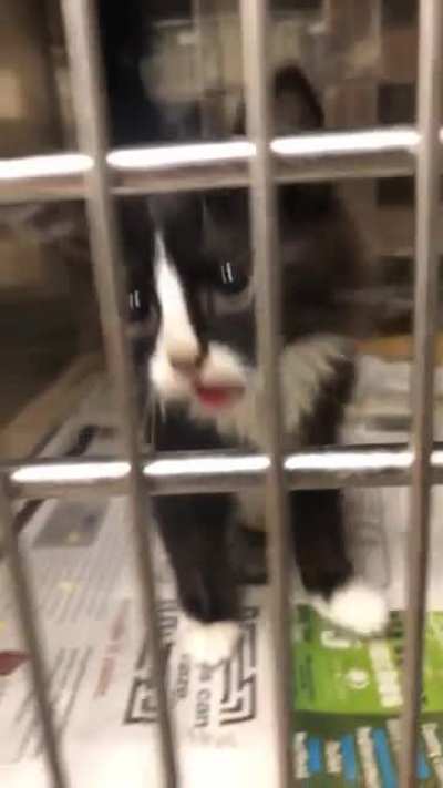 this cell mate i met at work awhile back is trying to prove his innocence of being illegally smol