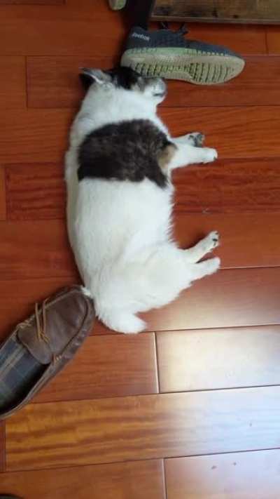My 15 year old dog Patches has trouble using her back legs nowadays - but not in her dreams ?