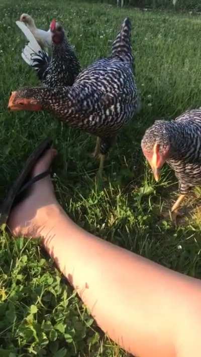 Meeting the new babies..?