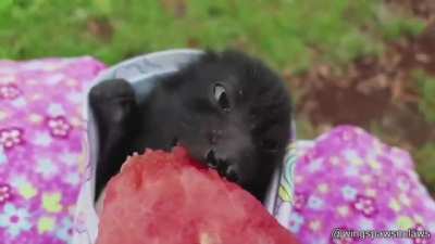 ? Tiny Bat being hand fed