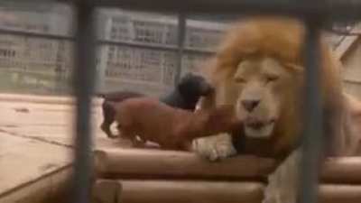 we can play with the king ?