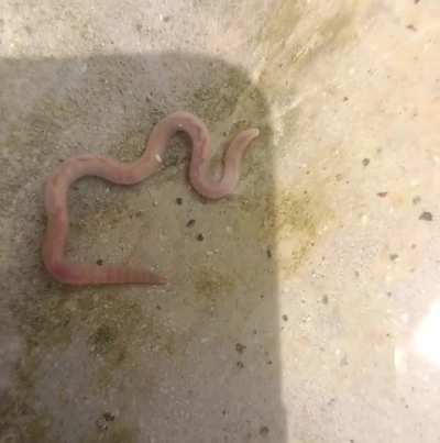 Visible blood flow in earthworm ❤️?