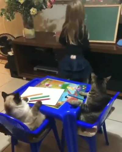 Home schooling kitties ?