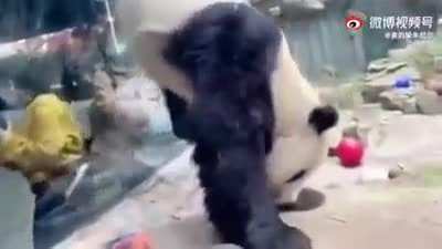 what a cute panda. Wait. WAIT