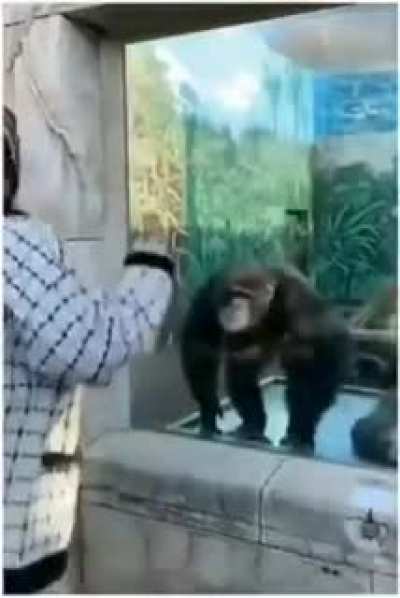 Ape Shenanigans
