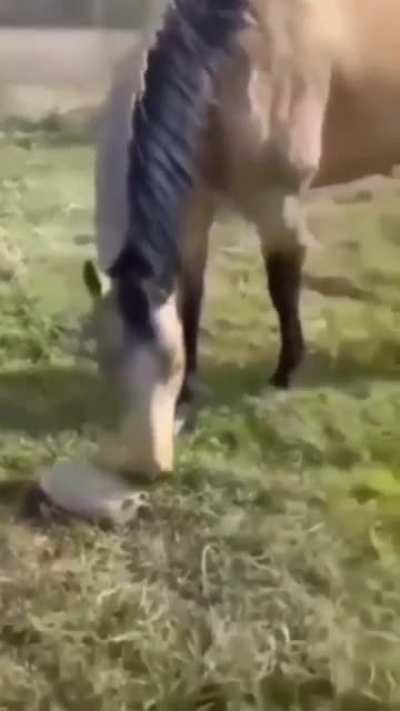 The Dog at the End ?
