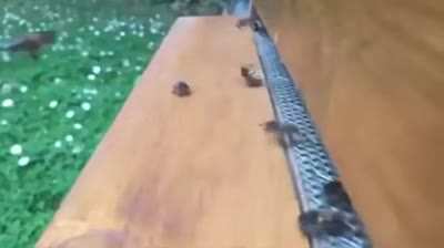 These bees really have to fire their Air traffic control