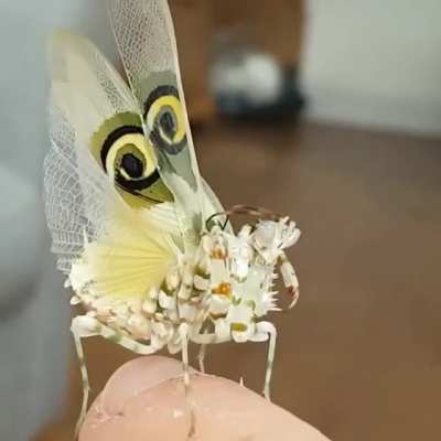 ? Majestic creature - Flower Mantis