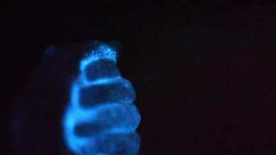 ? Bioluminescence in the rain