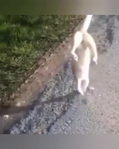 meow_irl