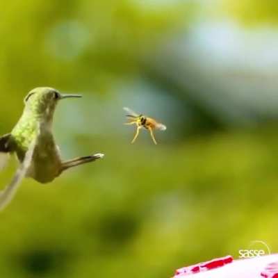 ? Hummingbird dodges wasp in slow motion