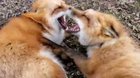 Just two ticklish foxes