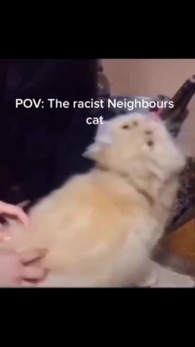 Tf is this cat sayin?