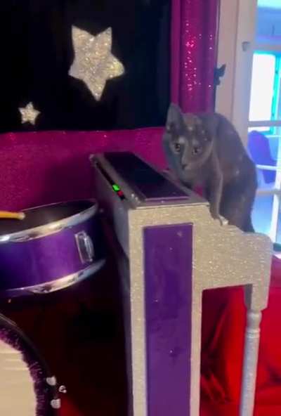 Cats music festival ?