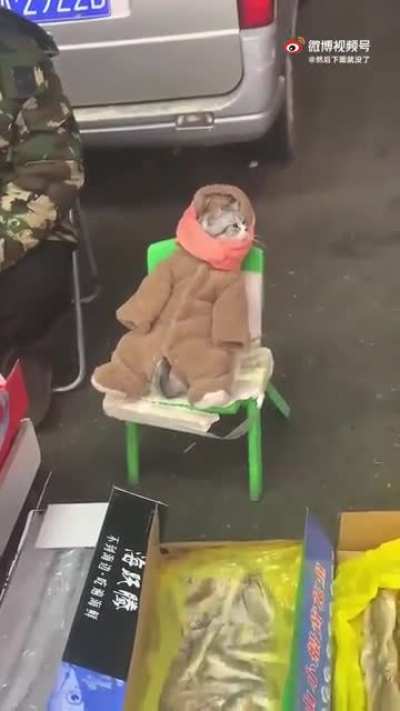 Cozy fish salesman is purrfect for this job