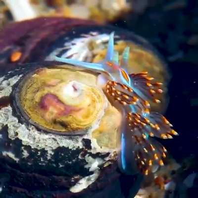 ? Opalescent Nudibranch - the prettiest sea slug