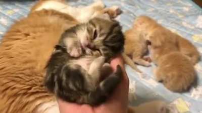 If only they could stay this smol forever.